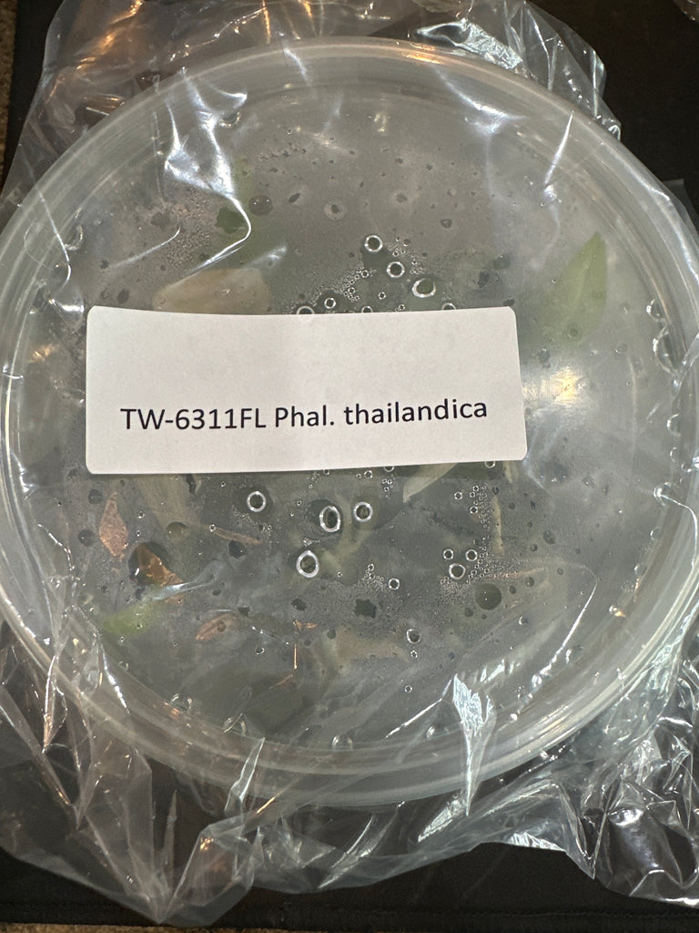 Flask Phal. thailandica