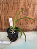 (Slc. Bright Angel x Laelia briegeri) x B. cuculata