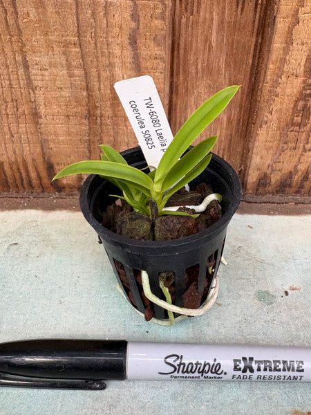 Laelia perrinii fma coerulea