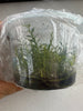 FLASK Dendrobium protractum