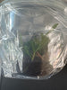 FLASK Angraecum (urschianum x arachnites)