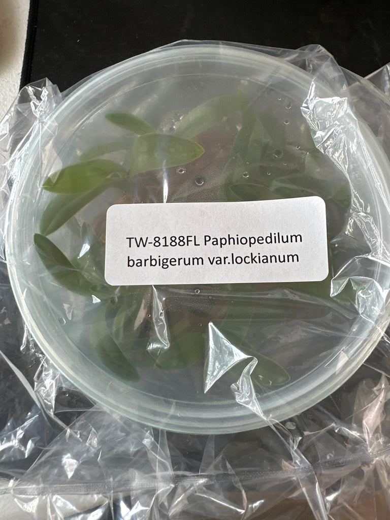 FLASK Paphiopedilum barbigerum var lockianum