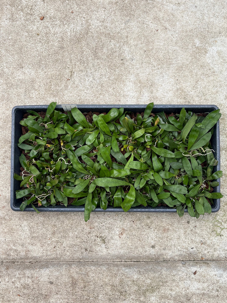 Aerangis biloba-Community Tray