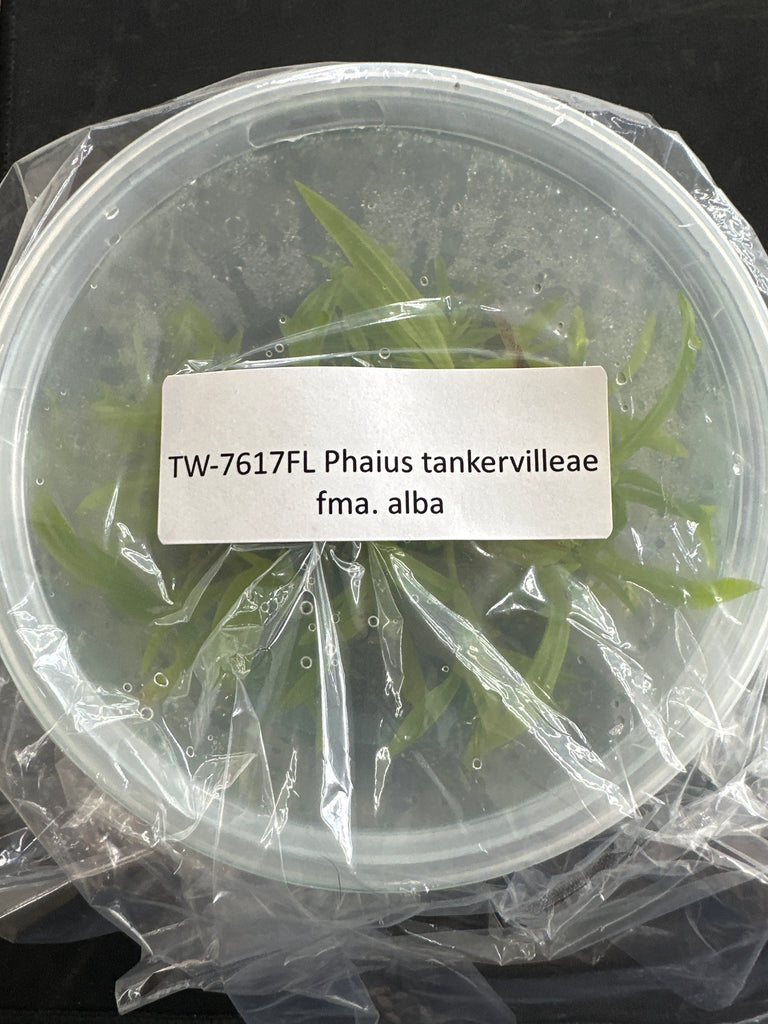 Flask Phaius tankervilleae f alba