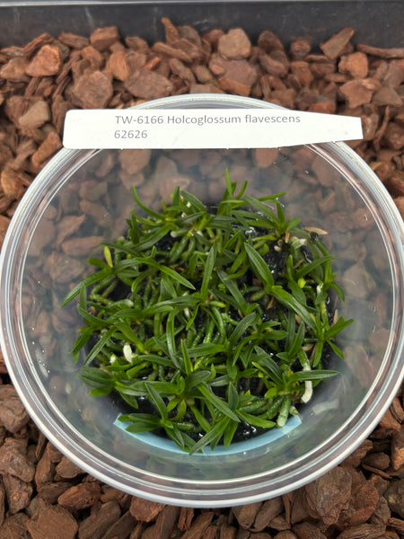 Flask Holcoglossum flavescens