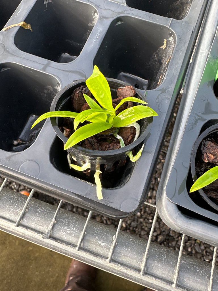 Cattleya aclandiae fma alba