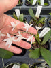 Aerangis biloba