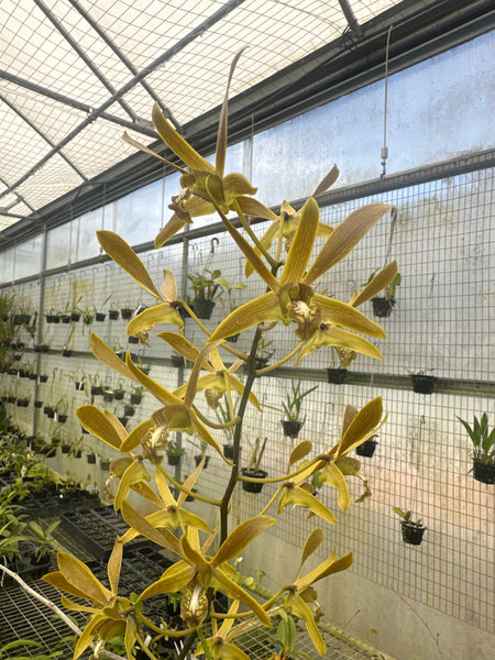Dendrobium mirbelianum