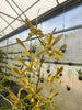 Dendrobium mirbelianum