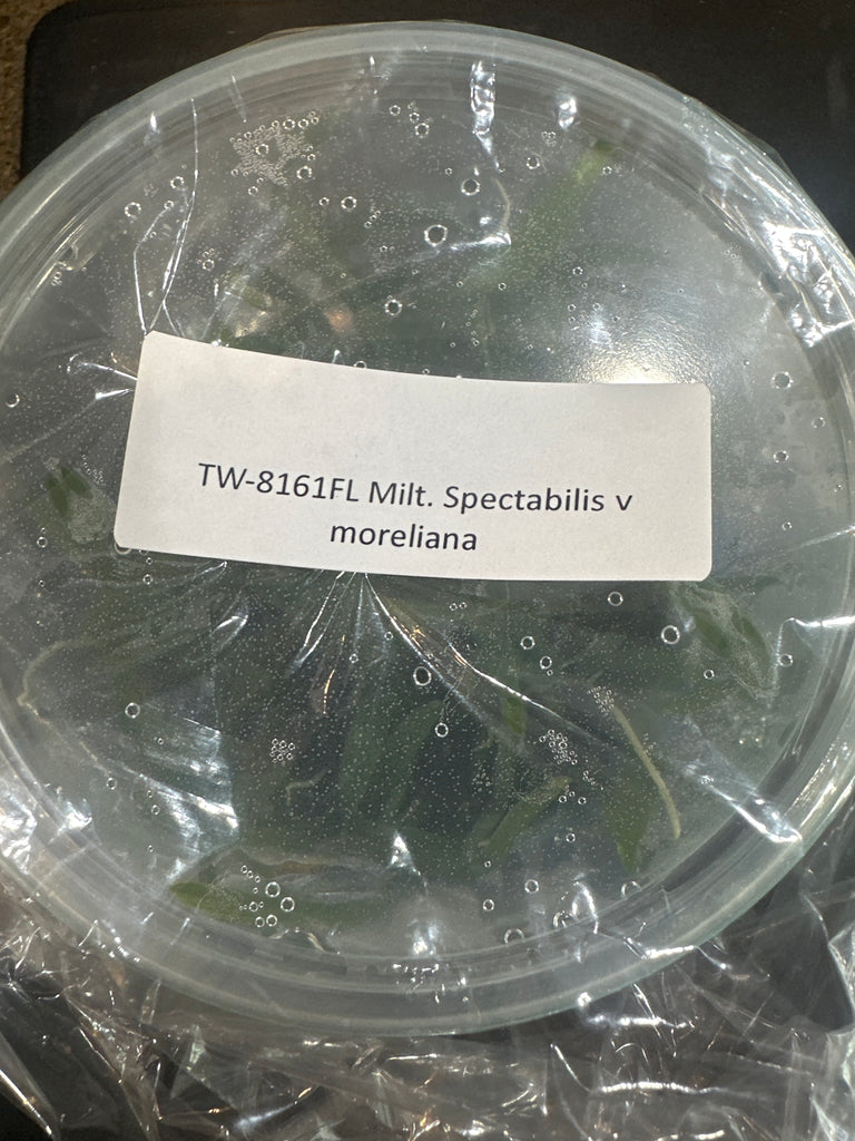 Flask Milt spectabilis v moreliana