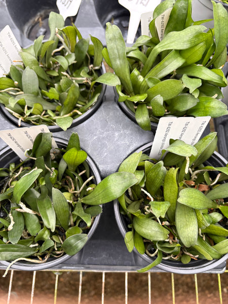 COMPOT-Aerangis biloba