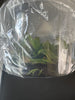 FLASK Cadetia apiculiferum