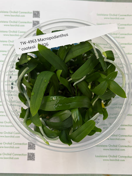 FLASK  Macropodanthus cootesii