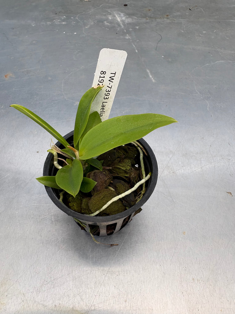 Laelia praestans alba
