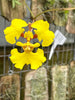 Tolumnia guianensis