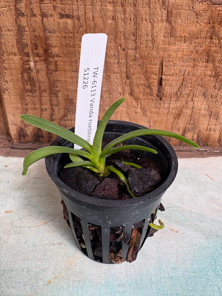 Vanda roeblingiana