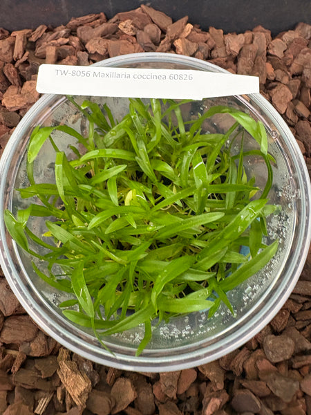 Flask Maxillaria coccinea