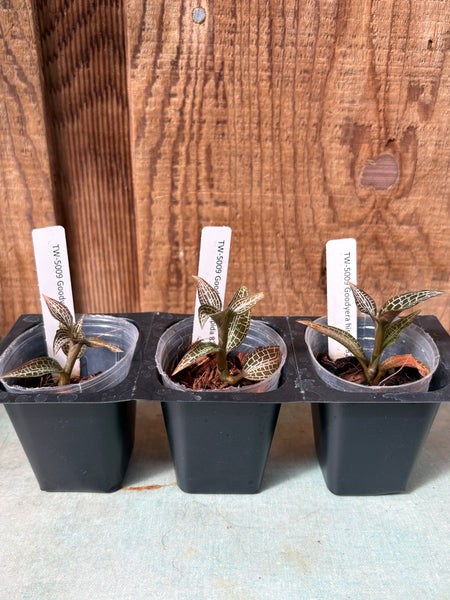 JEWEL ORCHID 3 Pack Goodyera hispida