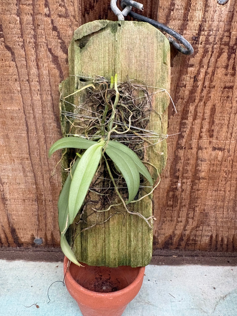 Grosourdya appendiculata