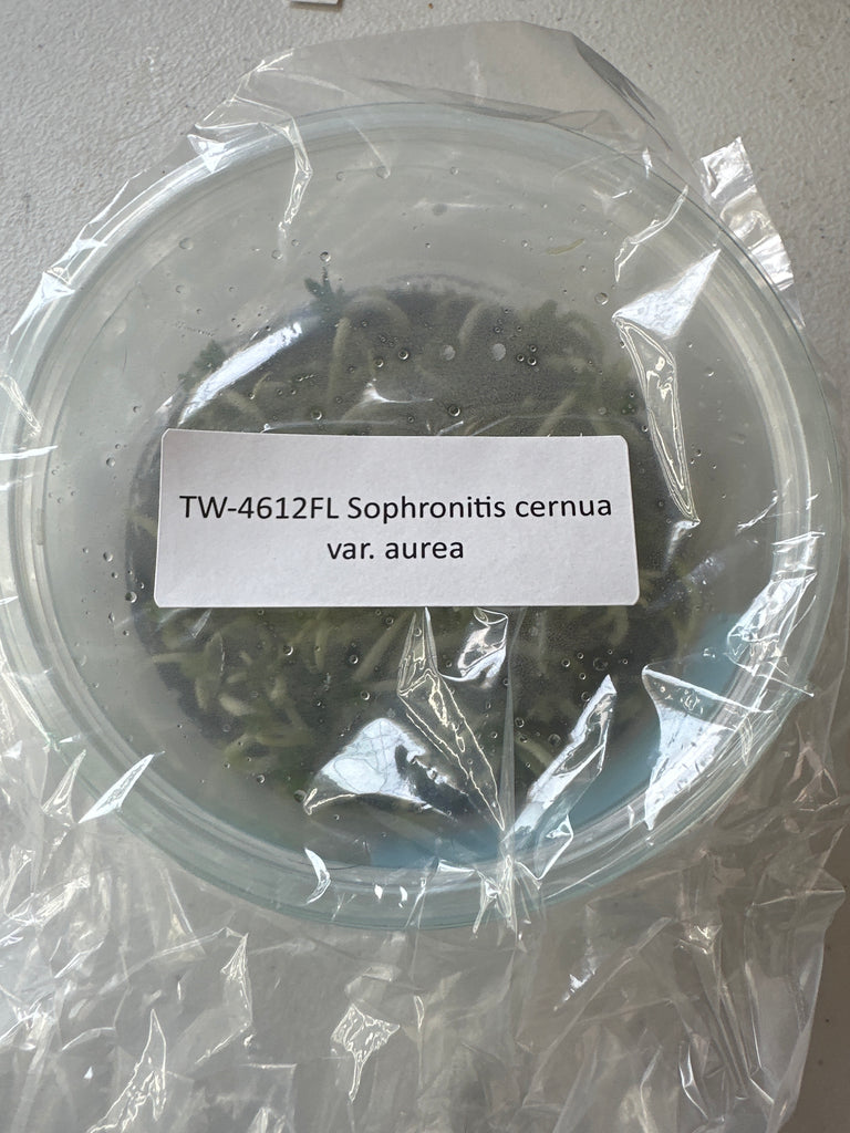 FLASK Sophronitis cernua var aurea