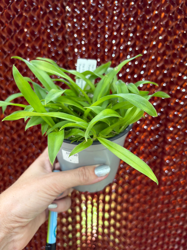 COMPOT Lsz.(Leomesezia) Lava Burst 'Puanani'