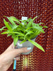 COMPOT Lsz.(Leomesezia) Lava Burst 'Puanani'