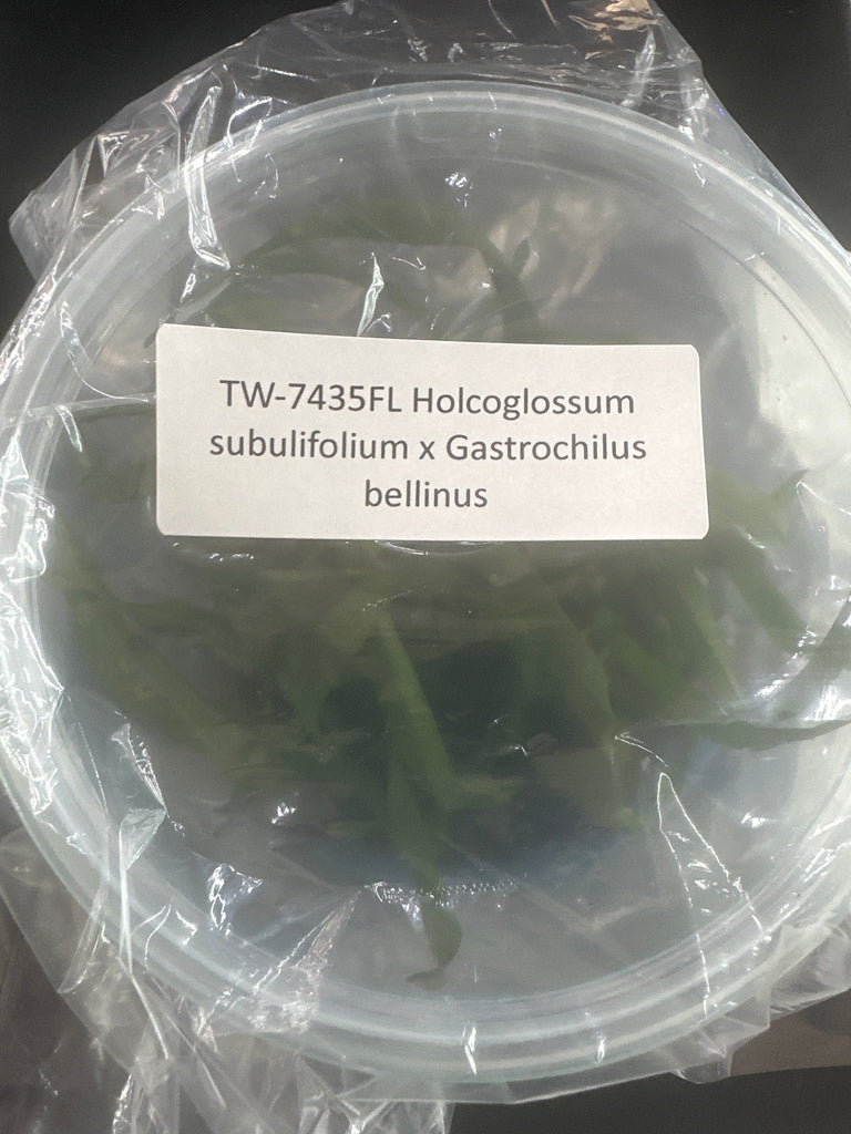 FLASK Holcoglossum sublifolium x Gastrchilus bellinus