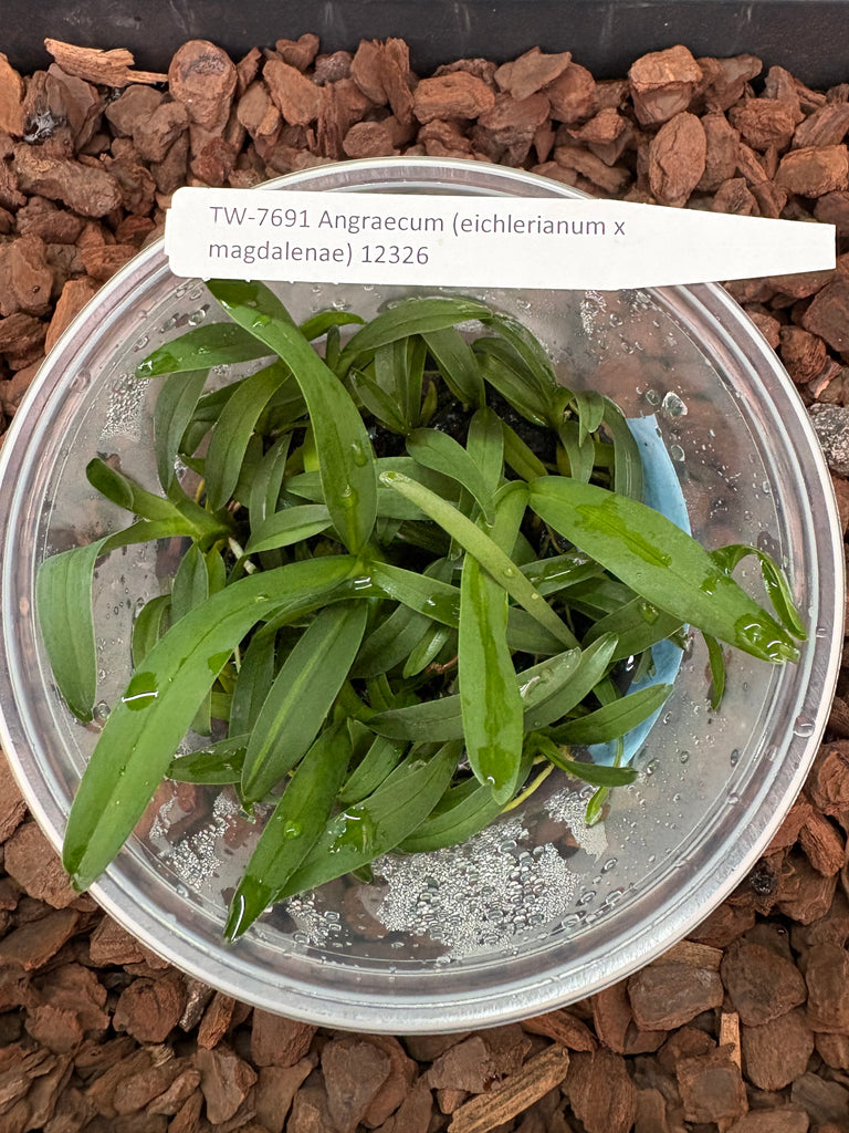 FLASK Angraecum (eichlerianum x magdalensis)