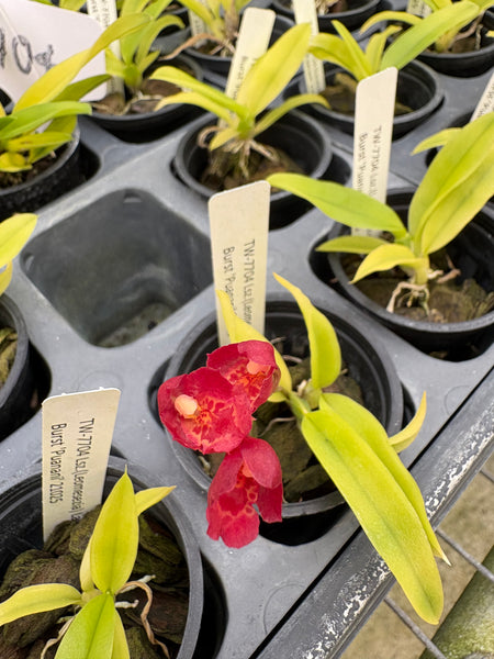 Lsz. (Leomesezia) Lava Burst ‘Puanani’