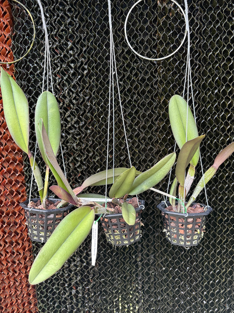 Bc. Du’s White ‘Peppa Pig’