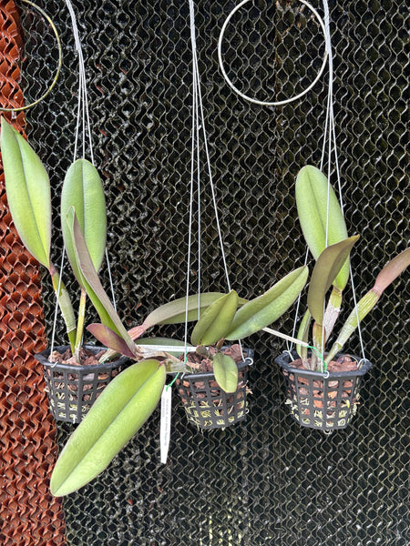 Bc. Du’s White ‘Peppa Pig’