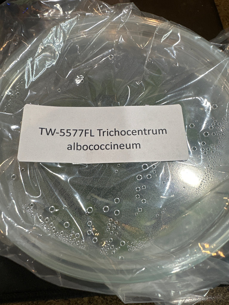 Flask Trichocentrum albococcineum