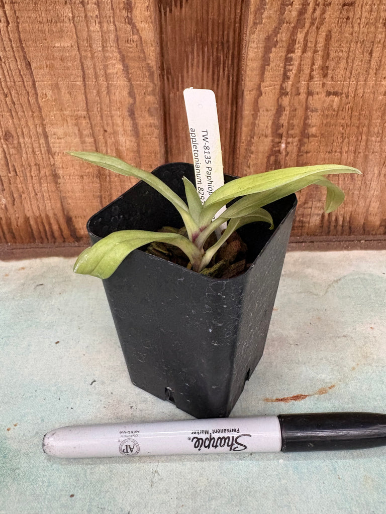 Paphiopedilum appletonianum