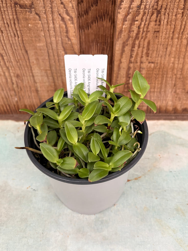 COMPOT Angraecum birrimense x Oeonia volucris