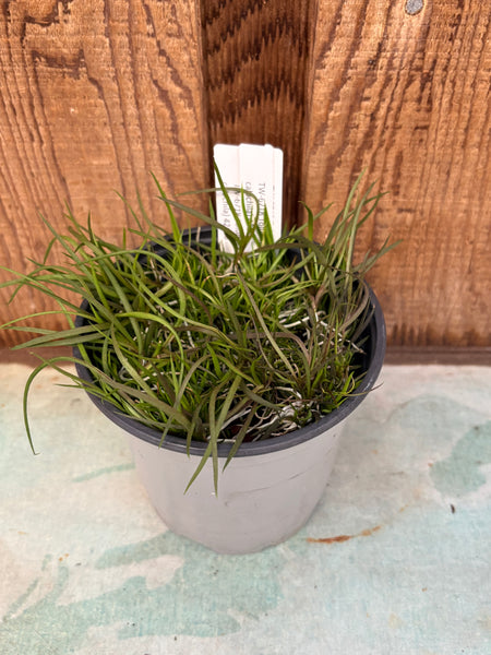 COMPOT Tolumnia (bahamense x calochila)
