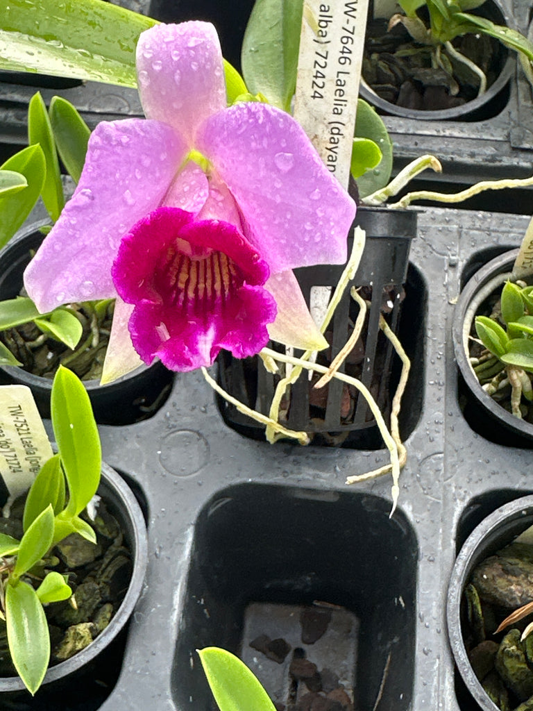 Laelia(dayana x praestans)