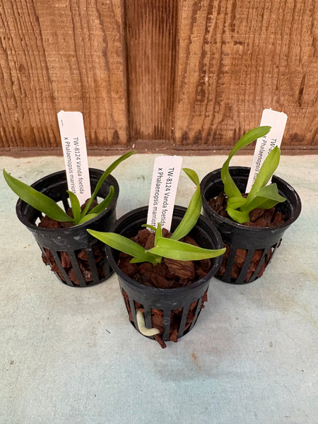Vanda foetida x Phalaenopsis marriottiana
