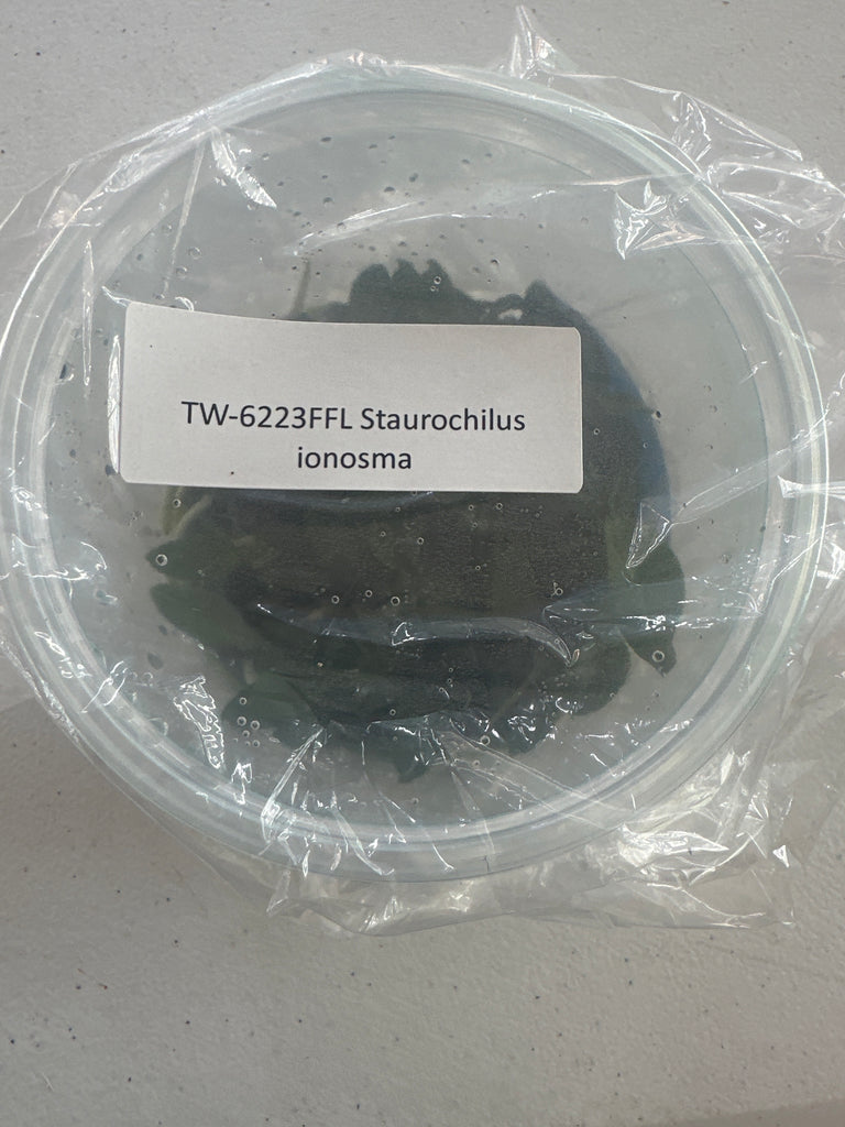 FLASK Staurochilus ionosma