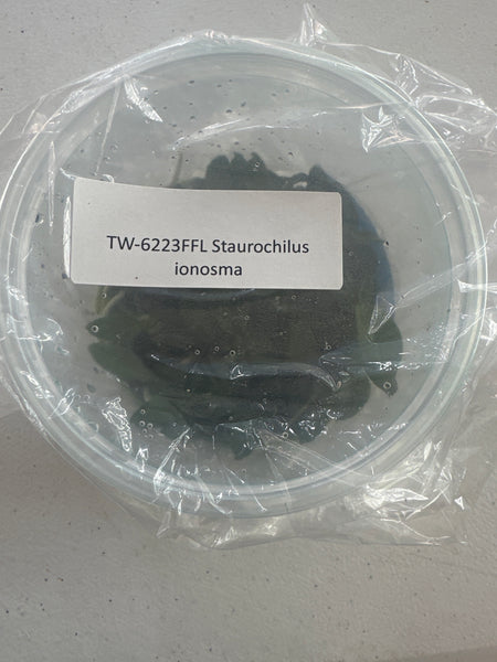 FLASK Staurochilus ionosma
