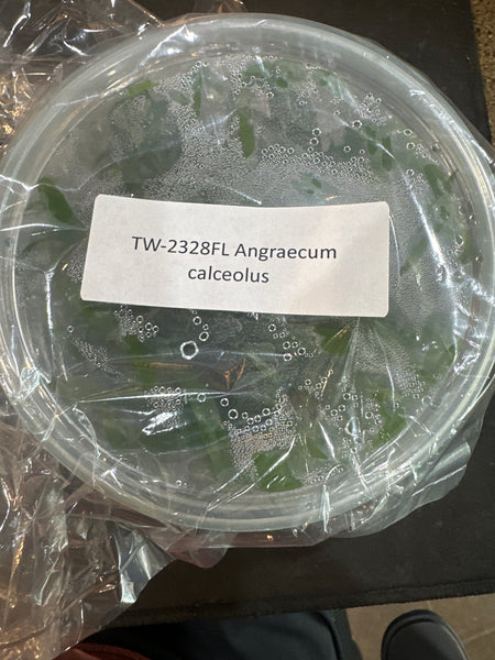 FLASK Angraecun calceolus