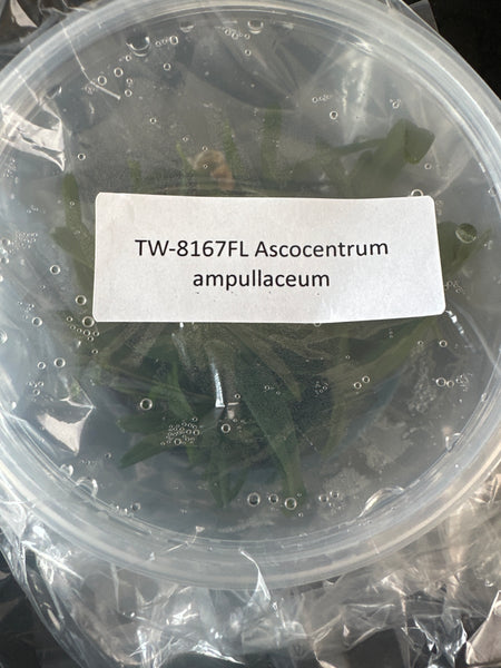 FLASK Ascocentrum ampullaceum