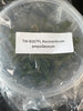 FLASK Ascocentrum ampullaceum