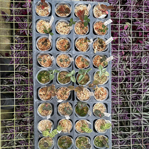 Jewel Orchids — Tray Collection