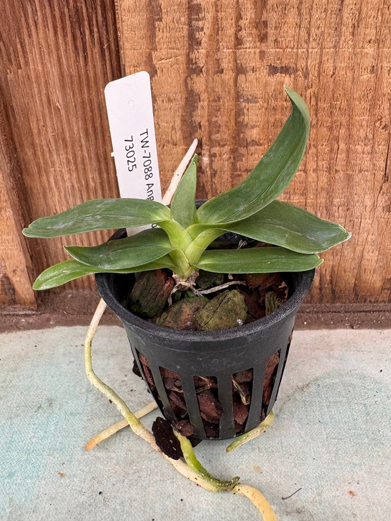 Angraecum sesquipedale