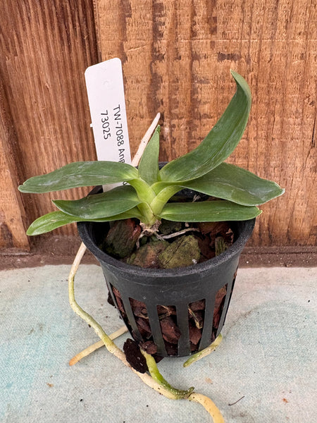 Angraecum sesquipedale