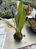 Rlc. Toshie Aoki 'Starburst' [4]