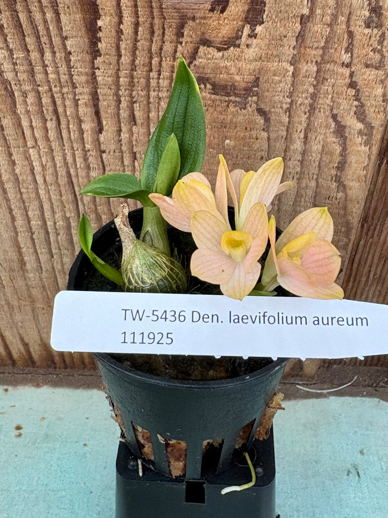 Den. lavifolium aureum