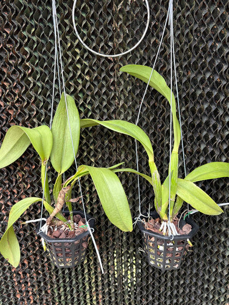 Rlc. Hsinyeah Scarlet ‘Cherry’