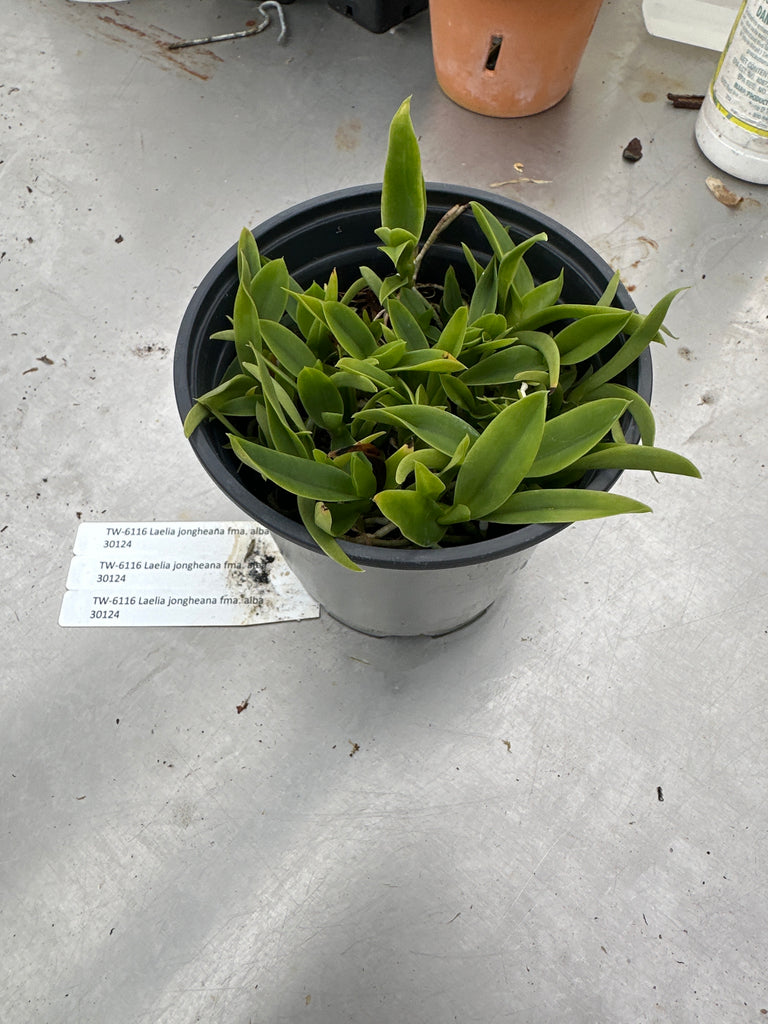 COMPOT—Laelia jongheana fma. alba