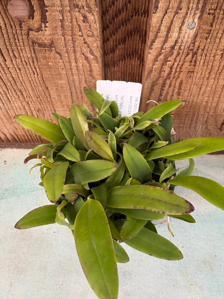 COMPOT Laelia praestans alba x C. kerrii